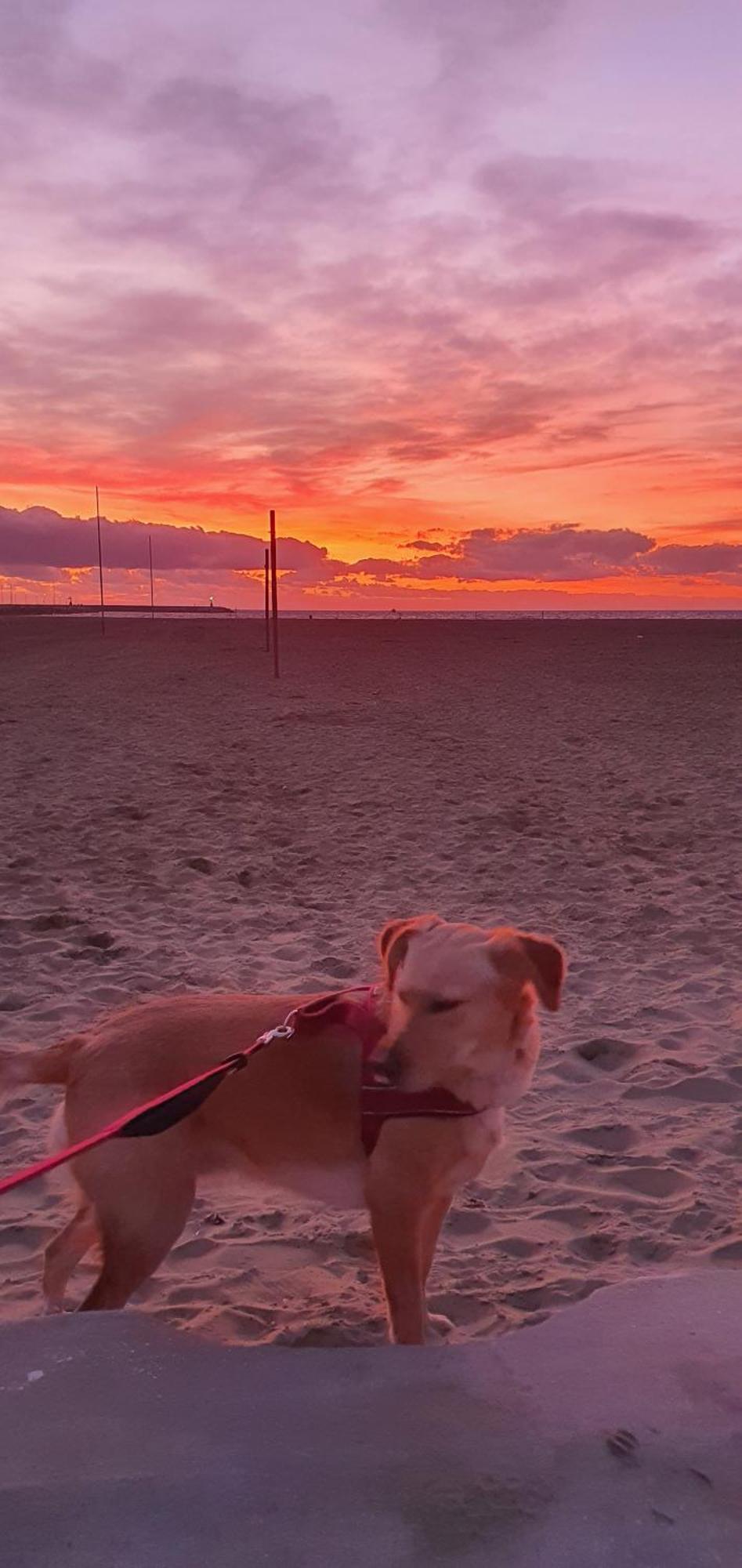 Domusauroom, Relax Nel Cuore Della Versilia - Pet Friendly Viareggio Exteriér fotografie
